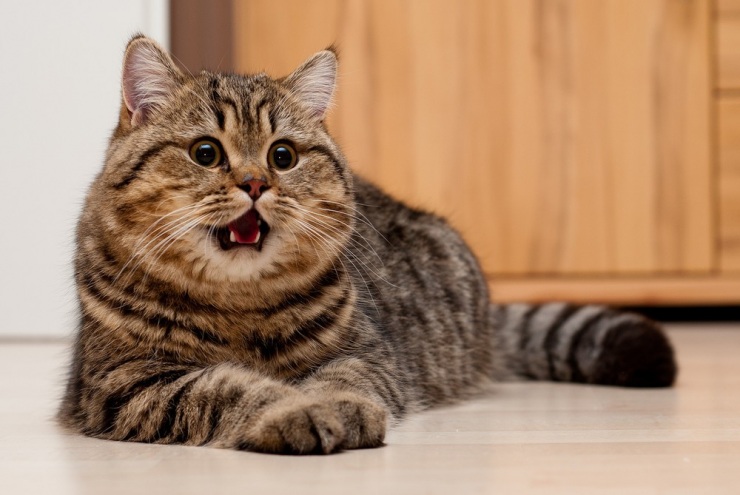 Фотограф и его коты