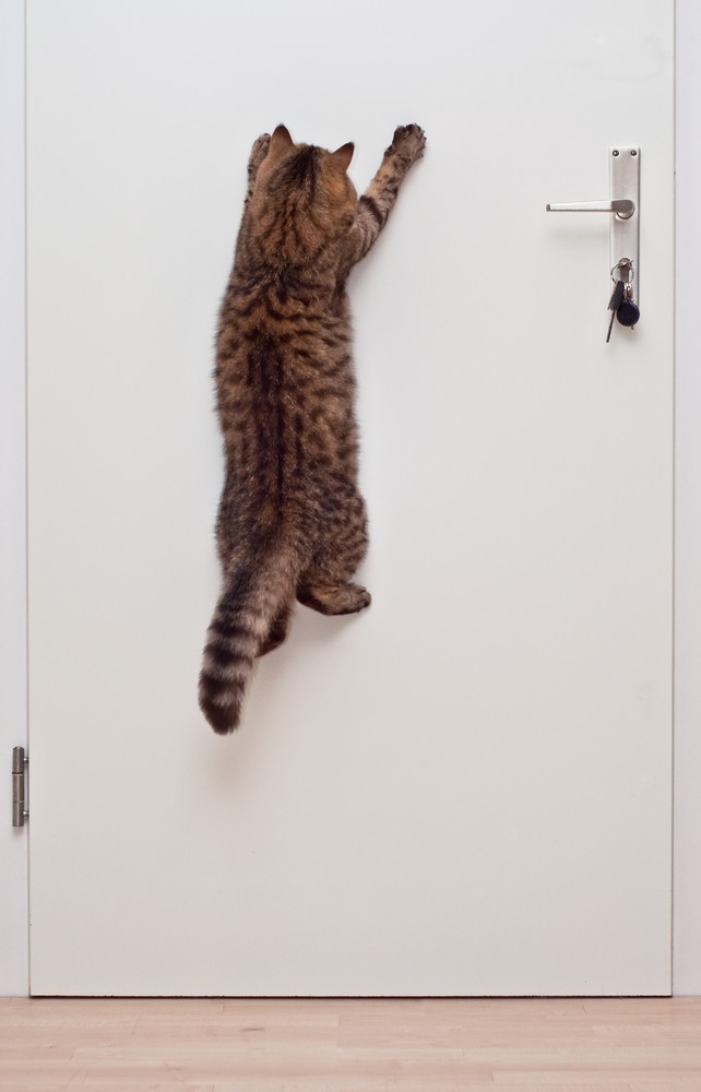 Фотограф и его коты