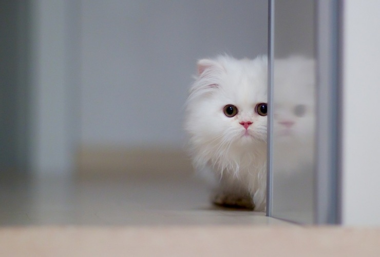 Фотограф и его коты