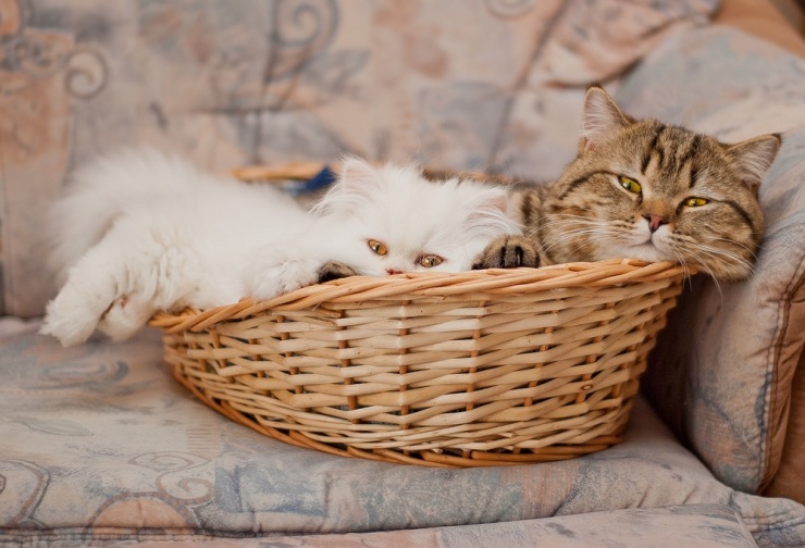 Фотограф и его коты
