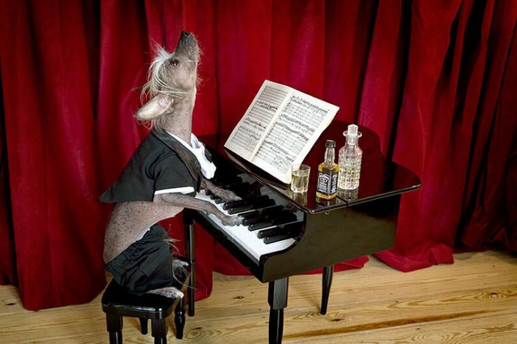 Самая фотогеничная китайская хохлатая – Чини