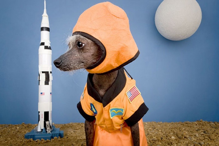 Самая фотогеничная китайская хохлатая – Чини