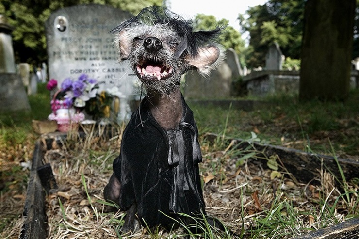 Самая фотогеничная китайская хохлатая – Чини