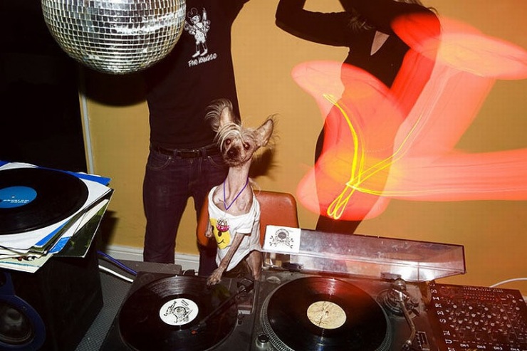 Самая фотогеничная китайская хохлатая – Чини