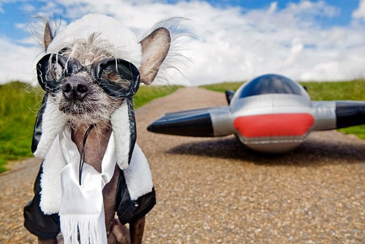 Самая фотогеничная китайская хохлатая – Чини