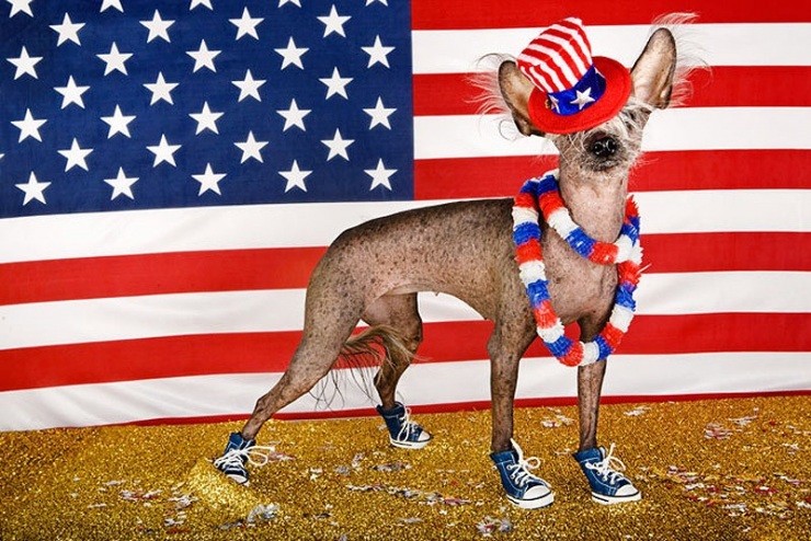 Самая фотогеничная китайская хохлатая – Чини