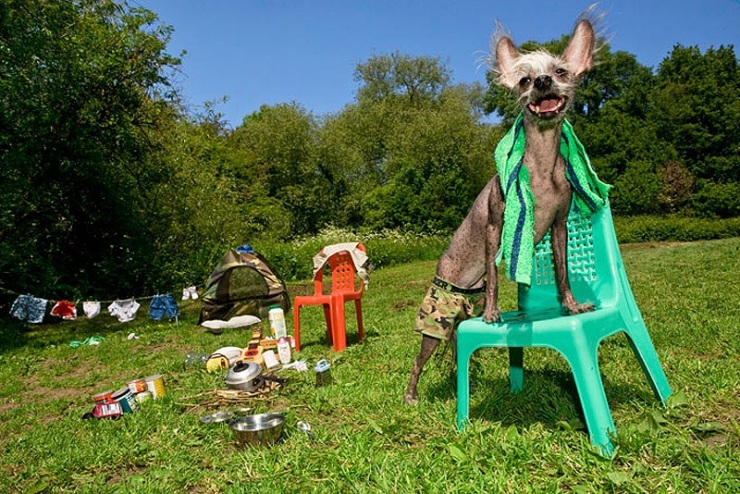 Самая фотогеничная китайская хохлатая – Чини