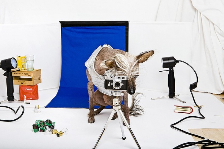 Самая фотогеничная китайская хохлатая – Чини