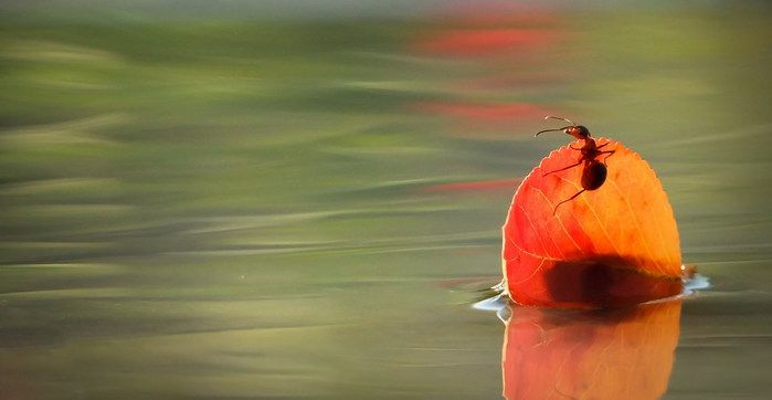 Сказочные макро-снимки живой природы (21 фото)