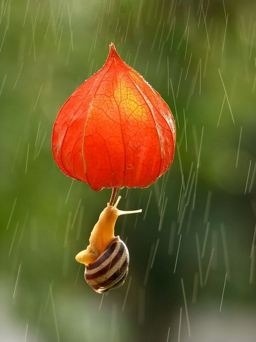 Сказочные макро-снимки живой природы (21 фото)