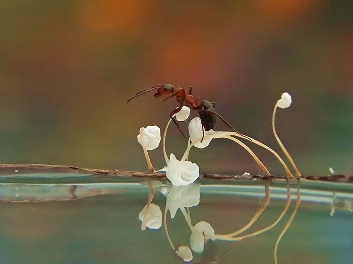 Сказочные макро-снимки живой природы (21 фото)