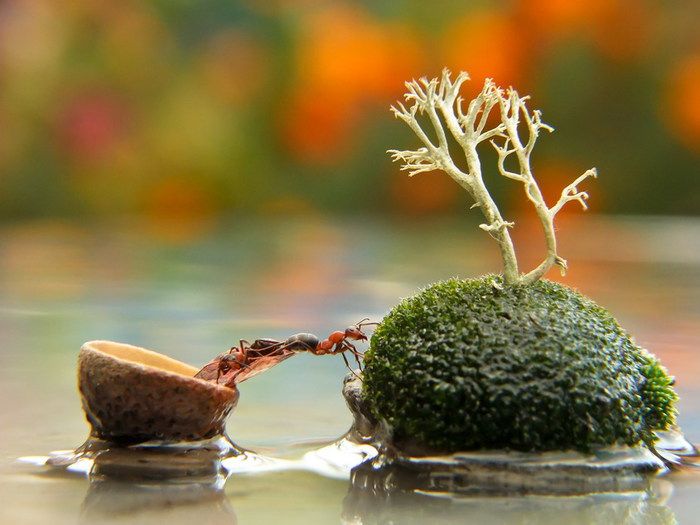 Сказочные макро-снимки живой природы (21 фото)