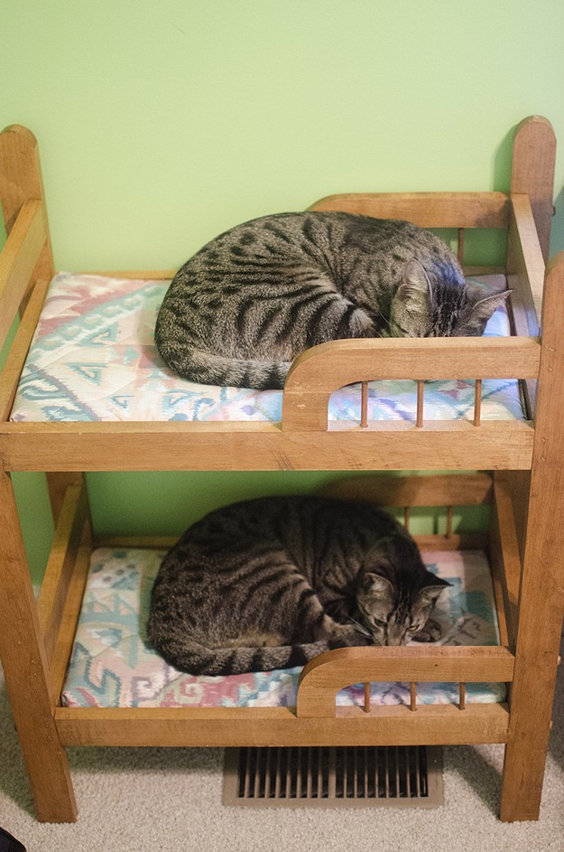 50 фотографии животных, которые вы просто обязаны увидеть