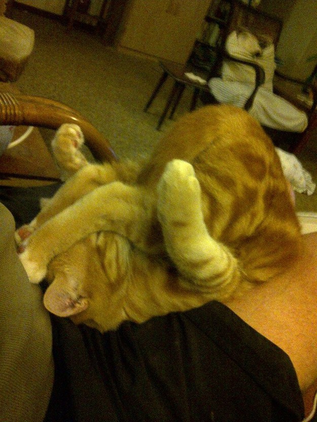 50 фотографии животных, которые вы просто обязаны увидеть