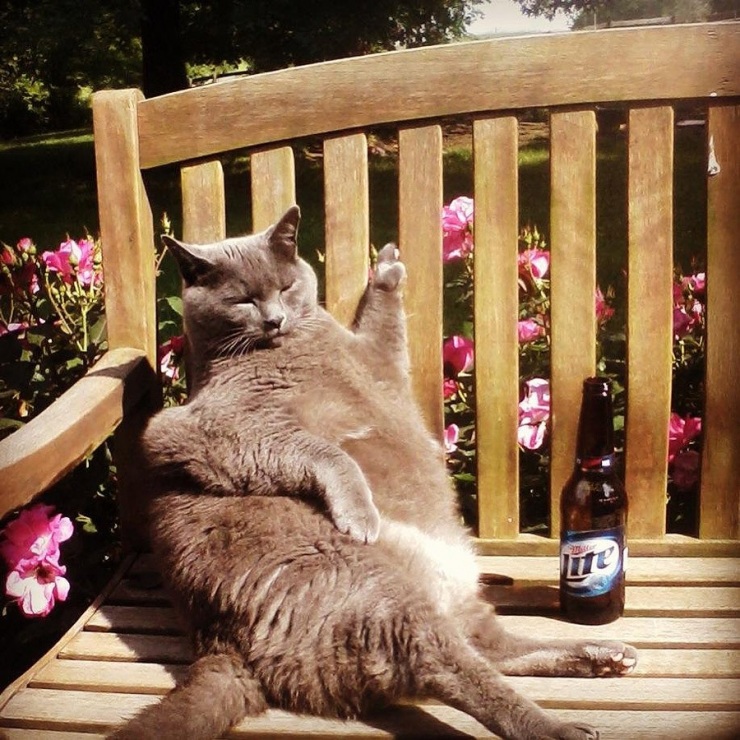 50 фотографии животных, которые вы просто обязаны увидеть