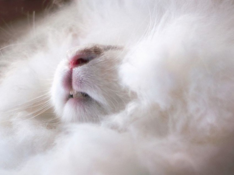 Милые ангорские кролики