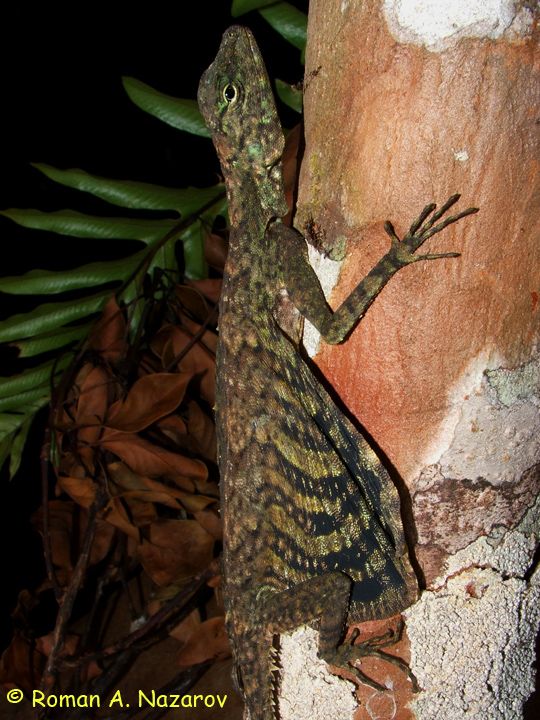 Летучий дракон (8 фото)