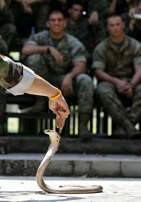 Военные учения ”Cobra Gold 2010 ” в Тайланде (24 фото)