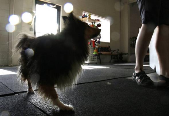 Братья наши меньшие